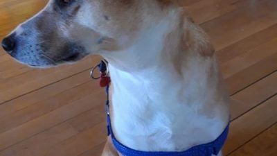 TRAS LAS HUELLAS DE ÚBEDA es Pet Friendly